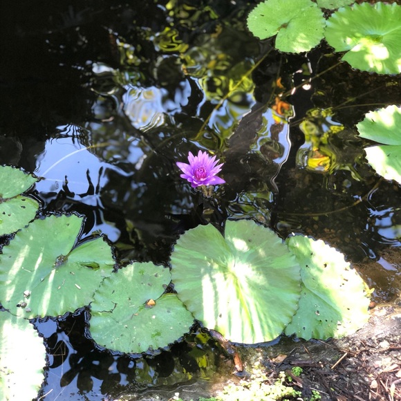 Meet your Posher, Shelley - Picture 1 of 1